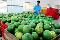 Quản bưởi Việt Nam đã được xuất khẩu sang Chile.