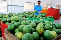Quản bưởi Việt Nam đã được xuất khẩu sang Chile.