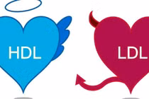 HDL–C trong máu thấp 