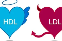 HDL–C trong máu thấp 