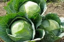 Cải bắp bổ thần kinh trị đau dạ dày