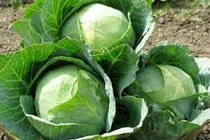 Cải bắp bổ thần kinh trị đau dạ dày