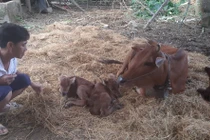 Nhà anh Nguyễn Văn Sơn tại thôn Bót, xã Minh Sơn, Thanh Hóa đã xảy ra một hiệm tượng hiếm gặp bò mẹ đẻ liền lúc 3 con. 