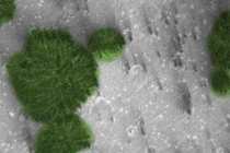 Vật thể lạ như bẹ lá xanh trên sao Hỏa gây sửng sốt