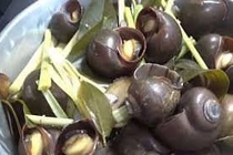 Phân biệt ốc bươu vàng với ốc nhồi