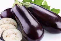 Cà tím biến đổi gene giúp nâng cao thu nhập và tiết kiệm chi phí