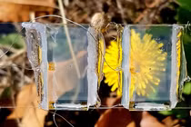 Pin mặt trời trong suốt