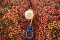 Phân “luồng xanh” cho quả vải qua biên giới