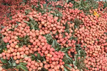 Văn phòng Chính phủ đề nghị hỗ trợ tiêu thụ nông sản Bắc Giang