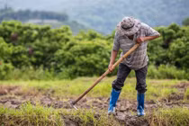 Biến đổi khí hậu là thách thức chính đối với sản xuất lương thực