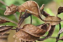 Các cách ngụy trang của côn trùng