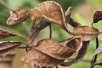 Các cách ngụy trang của côn trùng