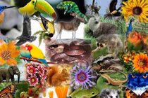  Có bao nhiêu loài sinh vật trên Trái Đất?