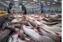 Căng thẳng thương mại Mỹ - Trung mang đến cơ hội cho cá tra Việt Nam