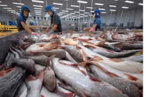 Căng thẳng thương mại Mỹ - Trung mang đến cơ hội cho cá tra Việt Nam