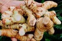 Củ riềng chữa lang ben