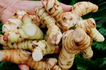 Củ riềng chữa lang ben