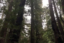 Lần đầu tiên đo được sinh khối của những cây lớn nhất thế giới 