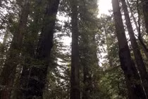 Lần đầu tiên đo được sinh khối của những cây lớn nhất thế giới 