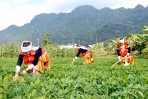  Ba chương trình mục tiêu quốc gia được phân bổ 92.000 tỷ đồng 