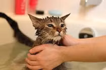 Đừng để nhà hôi hám vì chó, mèo