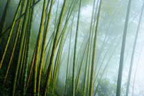 Màng sinh học từ tre cho pin có hiệu suất vượt trội