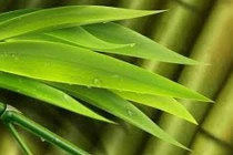 Tre chữa ho khan đờm rát 