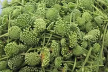 Tác dụng của hoa tam thất