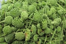 Tác dụng của hoa tam thất