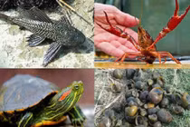 Xử lý nghiêm vi phạm trong nhập khẩu, phát tán các loài ngoại lai xâm hại