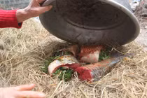 Cá nướng úp thau