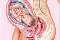 Bảng chỉ số thai nhi cân nặng chiều dài chuẩn theo tuần tuổi