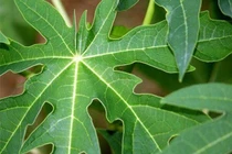 Bật mí các cây thuốc Nam chữa bệnh cường giáp hiệu quả