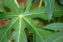 Bật mí các cây thuốc Nam chữa bệnh cường giáp hiệu quả