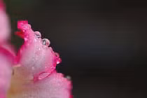 Khai thác thời tiết nóng ẩm để tạo tài nguyên 