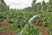 Dự án Nescafé Plan do Nestlé Việt Nam triển khai giúp giảm lượng nước trong canh tác cà phê.