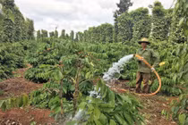 Dự án Nescafé Plan do Nestlé Việt Nam triển khai giúp giảm lượng nước trong canh tác cà phê.