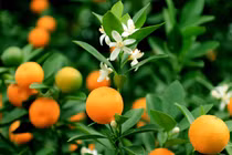 Quất Tứ Liên đón Tết