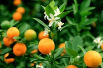 Quất Tứ Liên đón Tết