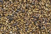 Hạt muồng chữa mất ngủ