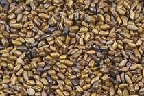 Hạt muồng chữa mất ngủ