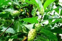 Cây nhàu vị thuốc quý