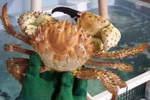 Xuất hiện loại cua lạ mắt, hiếm gặp, nhà giàu đua nhau "săn" về ăn