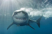 Những sự thật bất ngờ và thú vị về loài cá mập