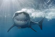 Những sự thật bất ngờ và thú vị về loài cá mập