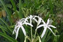 Lá trinh nữ hoàng cung trị u tiền liệt tuyến