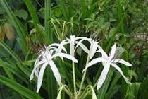 Lá trinh nữ hoàng cung trị u tiền liệt tuyến