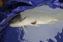 Người dân bắt “cá thần” ở Nghệ An