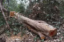  Điện Biên thừa nhận rừng đặc dụng Mường Phăng đang bị khai thác trái phép