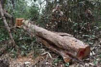  Điện Biên thừa nhận rừng đặc dụng Mường Phăng đang bị khai thác trái phép